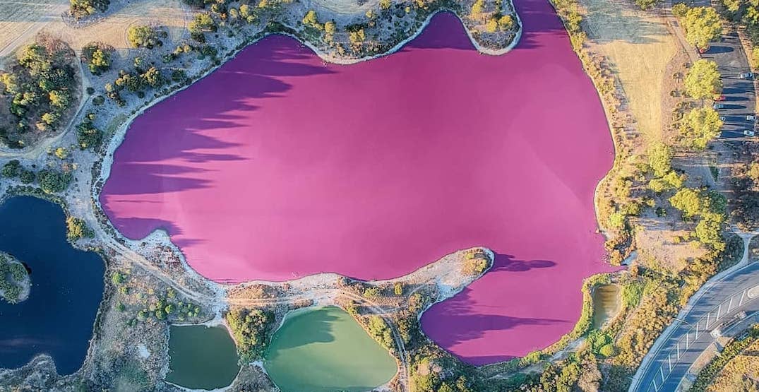 Image result for pink hutt lagoon australia