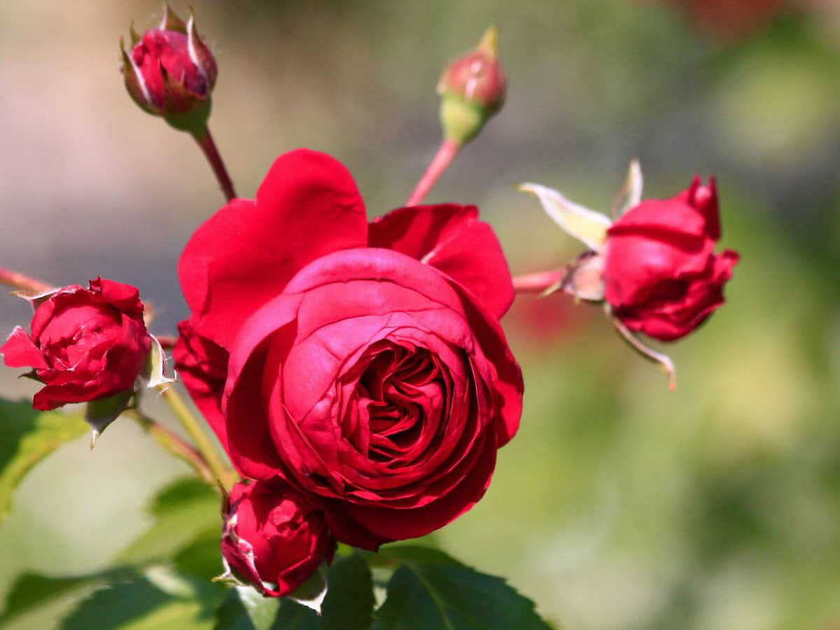 50 loại hoa hồng đẹp nhất ở Việt Nam và thế giới hiện nay | Đẹp365