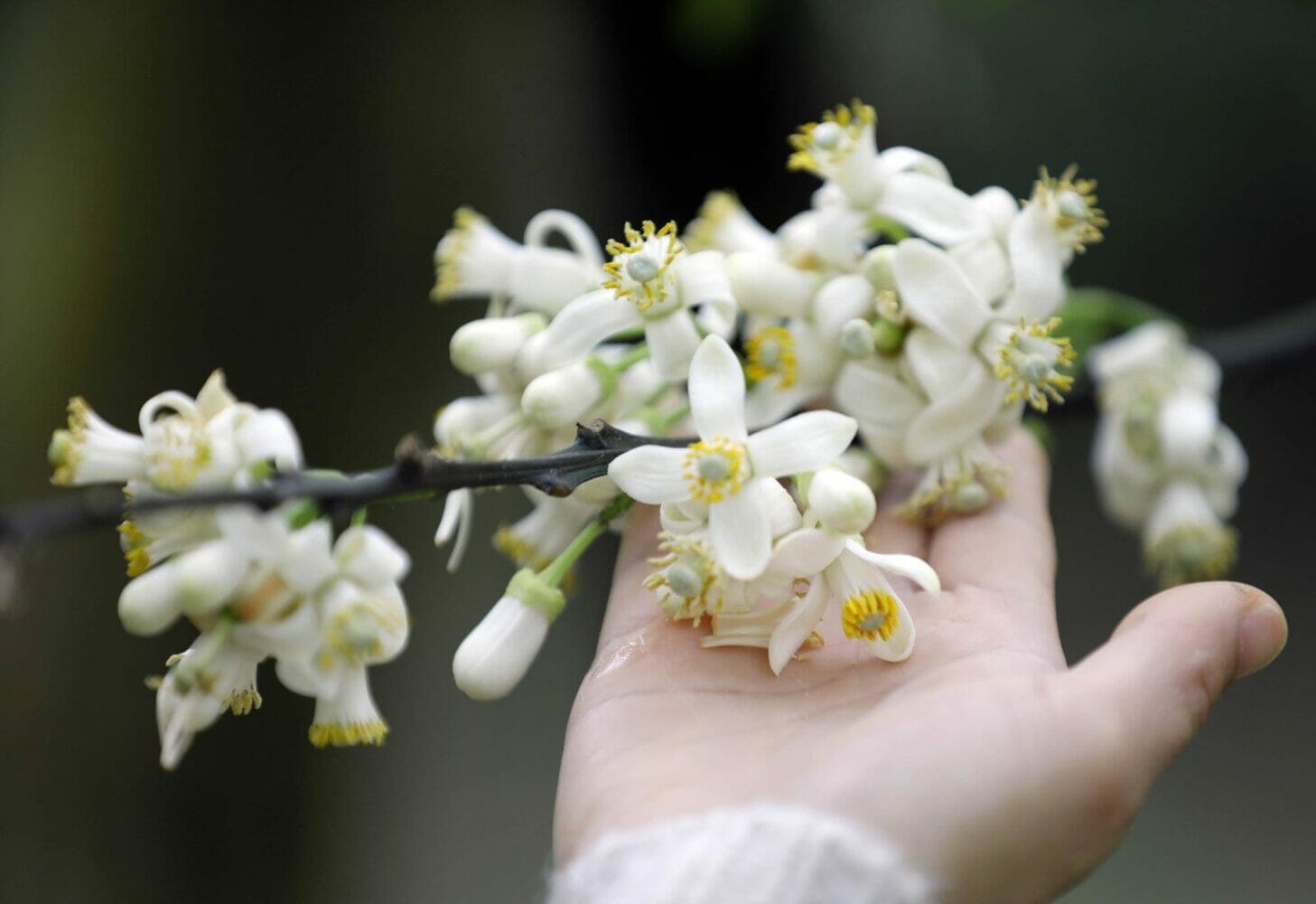 Hoa bưởi: Ý nghĩa, công dụng và cách làm tinh dầu hoa bưởi | Đẹp365
