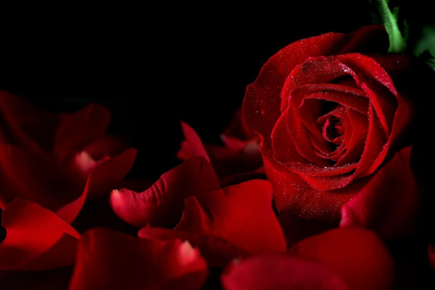 Ý nghĩa của hoa hồng đỏ và các loại hồng đỏ đẹp nhất hiện nay | Đẹp365
